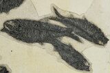 Knightia Fossil Fish Mortality Plate - Wyoming #222870-3